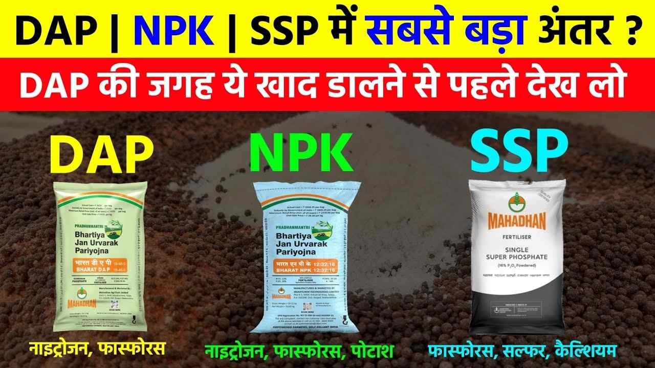 DAP vs NPK vs SSP Fertilizer
