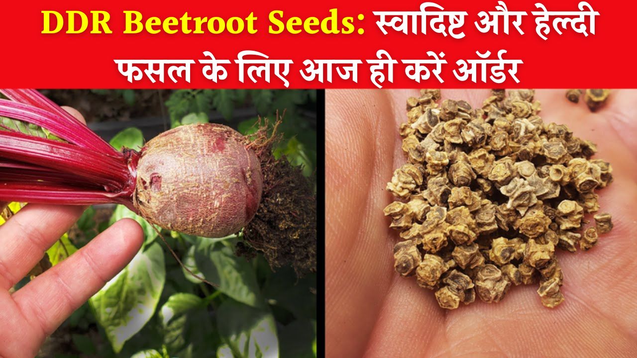 DDR Beetroot Seeds