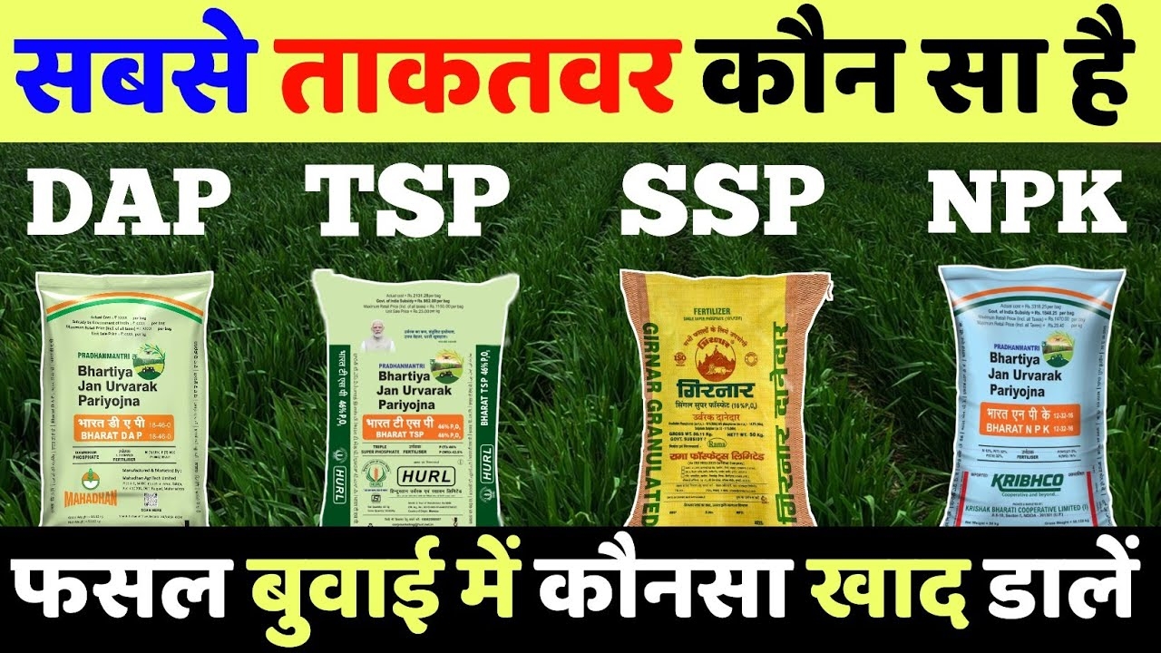 Difference-Between-DAP-TSP-SSP-NPK-Fertilizer