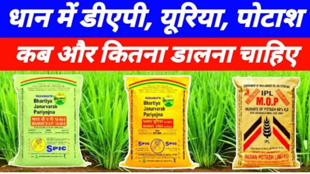 Urea DAP Potash Quantity For Dhan