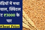 wheat price