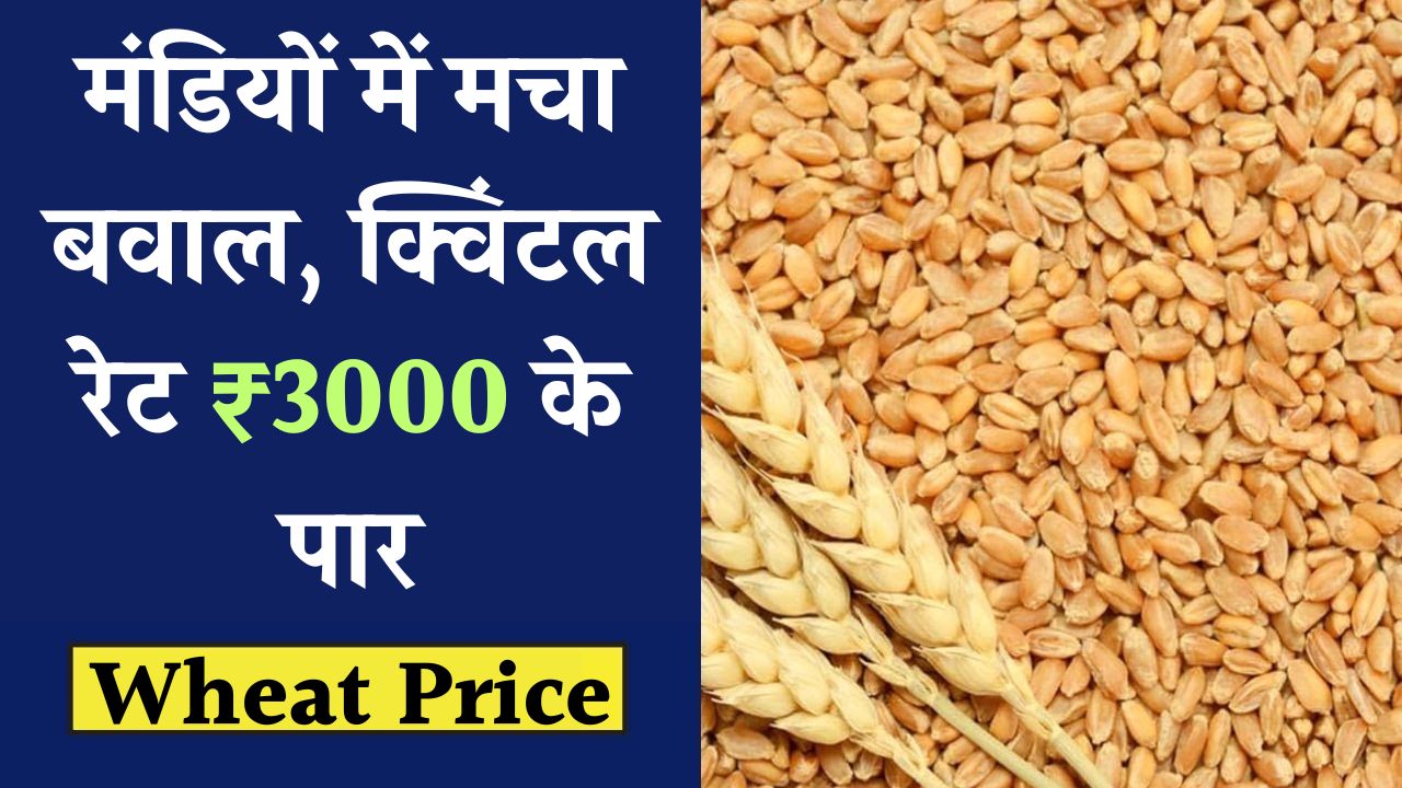 wheat price