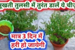 Tulsi-Plant-Care-Tips