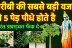 Vastu tips plants