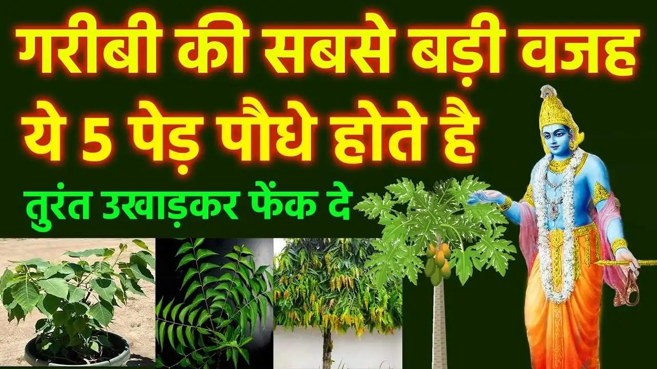 Vastu tips plants