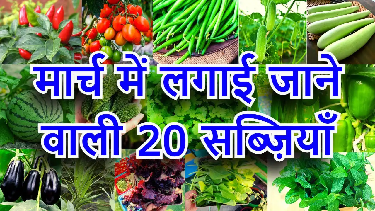 home-gardening-guide